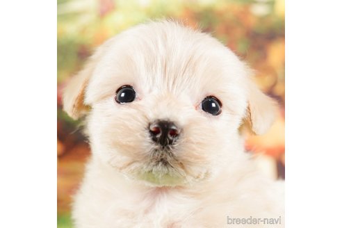 成約済の茨城県のマルプー:マルチーズ×トイプードル-292083