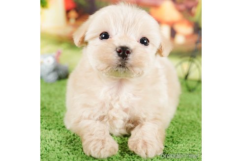 成約済の茨城県のマルプー:マルチーズ×トイプードル-292083の4枚目