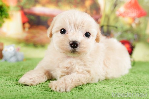 成約済の茨城県のマルプー:マルチーズ×トイプードル-292083の5枚目