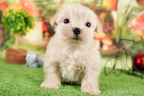 成約済の茨城県のマルプー:マルチーズ×トイプードル-292083の3枚目