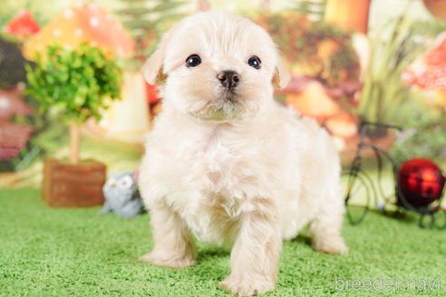 成約済の茨城県のマルプー:マルチーズ×トイプードル-292083の2枚目