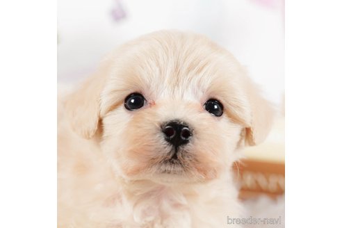 成約済の茨城県のマルプー:マルチーズ×トイプードル-292084