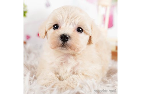 成約済の茨城県のマルプー:マルチーズ×トイプードル-292084の2枚目