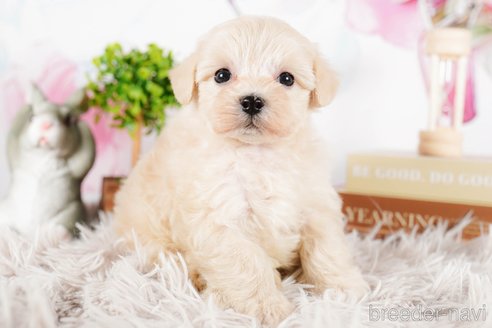 成約済の茨城県のマルプー:マルチーズ×トイプードル-292084の3枚目