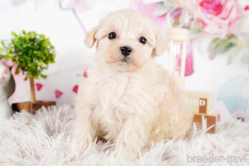 成約済の茨城県のマルプー:マルチーズ×トイプードル-292084の4枚目