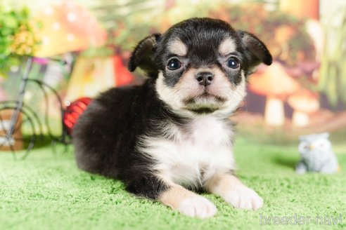 成約済の茨城県のチワワ(ロングコート)-292086の3枚目