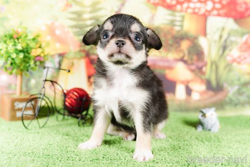 成約済の茨城県のチワワ(ロングコート)-292086の4枚目