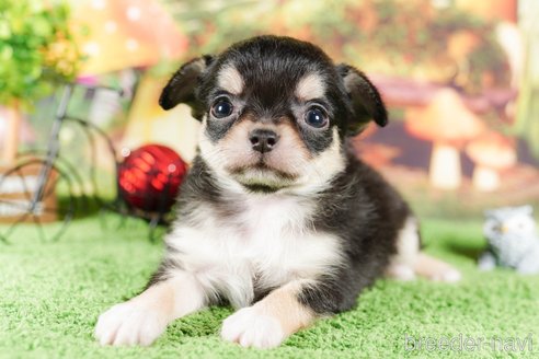 成約済の茨城県のチワワ(ロングコート)-292086の5枚目