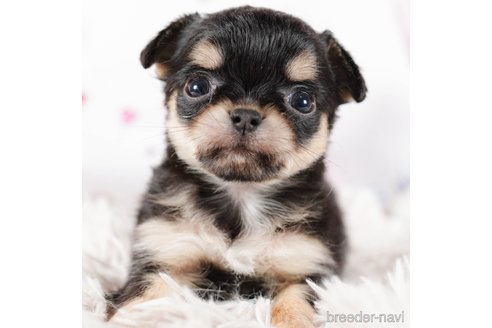 成約済の茨城県のチワワ(ロングコート)-292089の1枚目