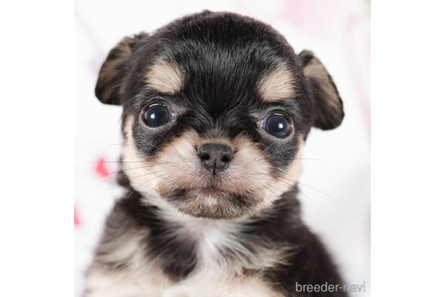 成約済の茨城県のチワワ(ロングコート)-292089の4枚目