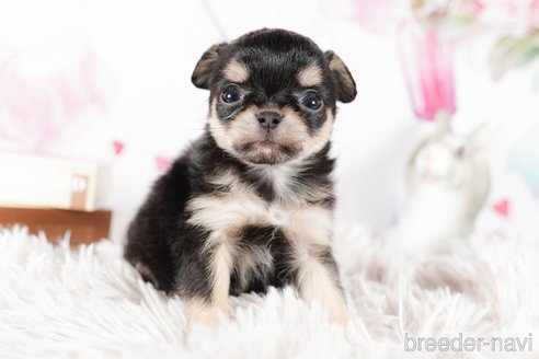 成約済の茨城県のチワワ(ロングコート)-292089の5枚目