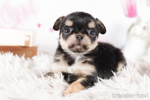 成約済の茨城県のチワワ(ロングコート)-292089の2枚目