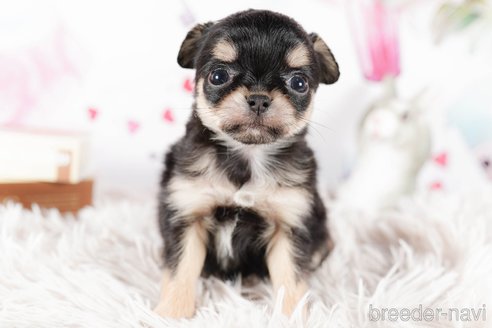 成約済の茨城県のチワワ(ロングコート)-292089の3枚目