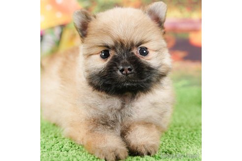 成約済の茨城県のポメラニアン-292091の1枚目