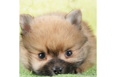 成約済の茨城県のポメラニアン-292092の3枚目