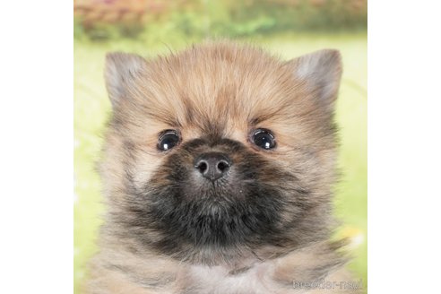 成約済の茨城県のポメラニアン-292092の1枚目