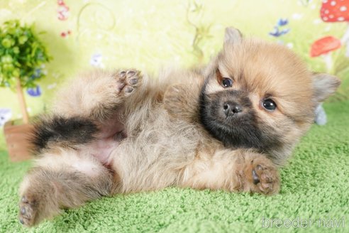 成約済の茨城県のポメラニアン-292092の5枚目