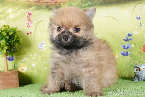 成約済の茨城県のポメラニアン-292092の2枚目