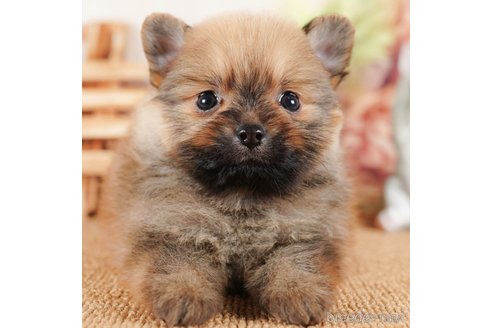 成約済の茨城県のポメラニアン-292093の1枚目