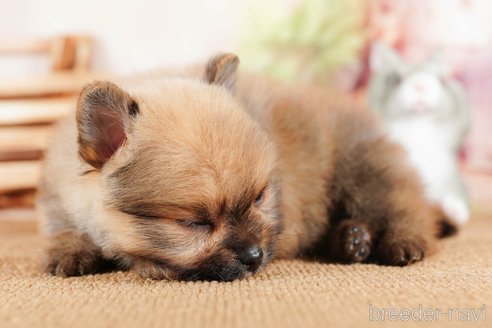 成約済の茨城県のポメラニアン-292093の4枚目