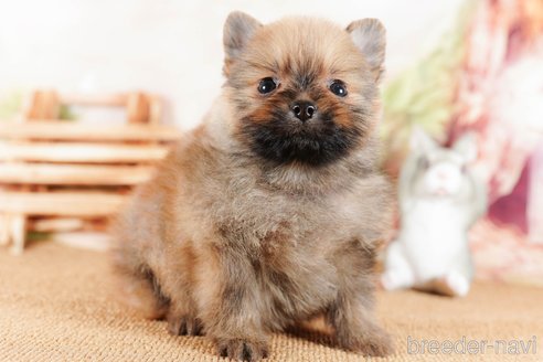 成約済の茨城県のポメラニアン-292093の2枚目