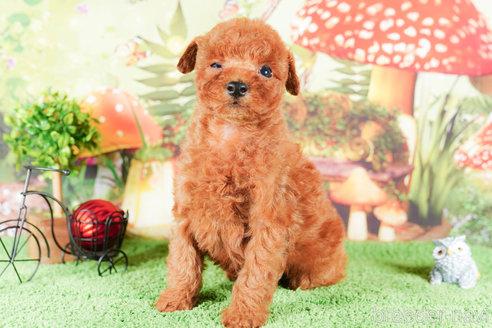 成約済の茨城県のタイニープードル-292095の5枚目