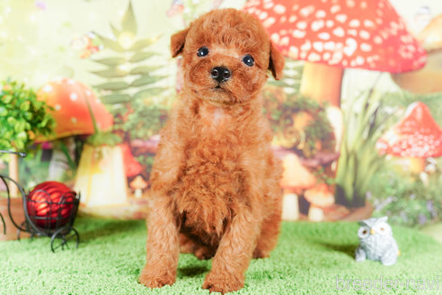 成約済の茨城県のタイニープードル-292095の4枚目