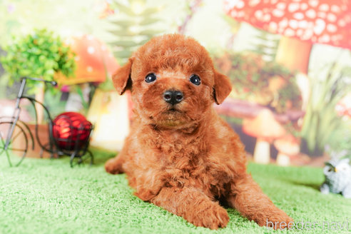 成約済の茨城県のタイニープードル-292095の3枚目