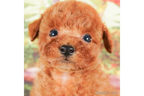 成約済の茨城県のタイニープードル-292095の2枚目