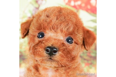 成約済の茨城県のタイニープードル-292095の1枚目