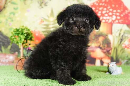 成約済の茨城県のタイニープードル-292098の5枚目