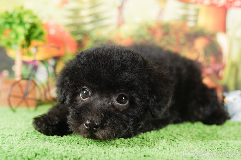 成約済の茨城県のタイニープードル-292098の4枚目