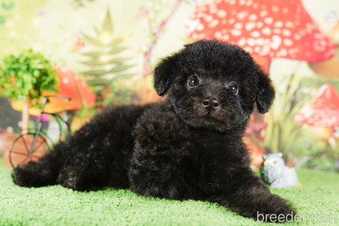 成約済の茨城県のタイニープードル-292098の3枚目