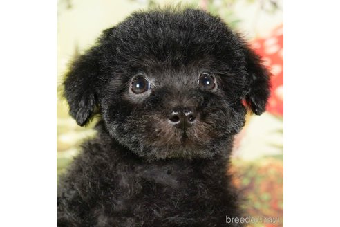 成約済の茨城県のタイニープードル-292098の2枚目