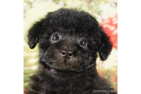 成約済の茨城県のタイニープードル-292098の1枚目