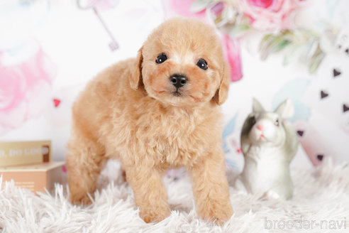 成約済の茨城県のタイニープードル-292100の5枚目