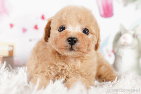 成約済の茨城県のタイニープードル-292100の4枚目