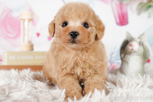 成約済の茨城県のタイニープードル-292100の3枚目