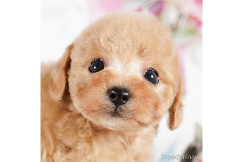 成約済の茨城県のタイニープードル-292100の2枚目