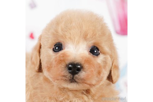 成約済の茨城県のタイニープードル-292100の1枚目