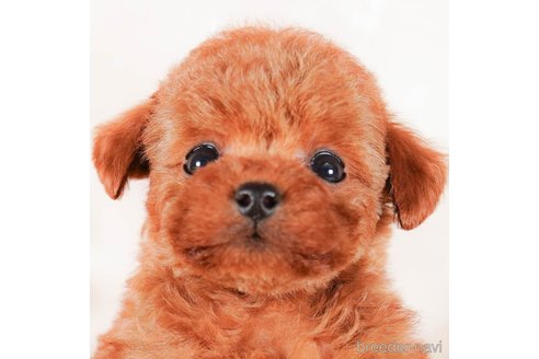 成約済の茨城県のタイニープードル-292103