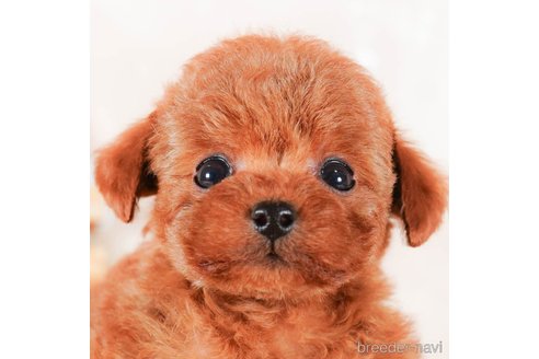 成約済の茨城県のタイニープードル-292103の4枚目