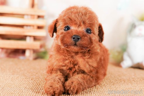 成約済の茨城県のタイニープードル-292103の5枚目