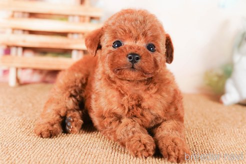 成約済の茨城県のタイニープードル-292103の3枚目