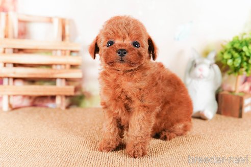 成約済の茨城県のタイニープードル-292103の2枚目