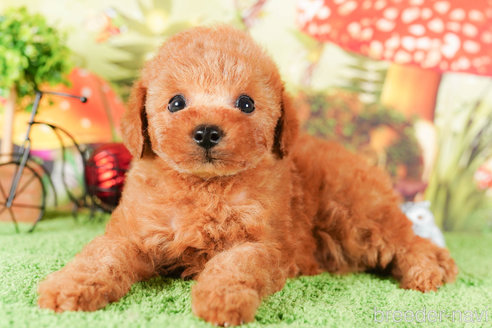 成約済の茨城県のタイニープードル-292105の3枚目