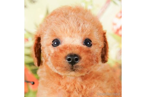 成約済の茨城県のタイニープードル-292105の2枚目