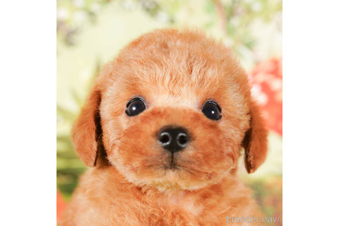 成約済の茨城県のタイニープードル-292105