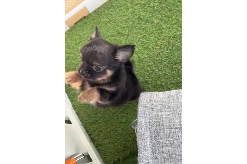 成約済の福岡県のチワワ(ロングコート)-286691の13枚目