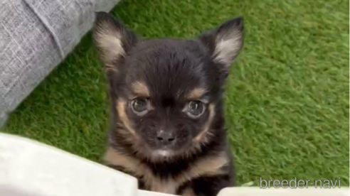 成約済の福岡県のチワワ(ロングコート)-286691の12枚目